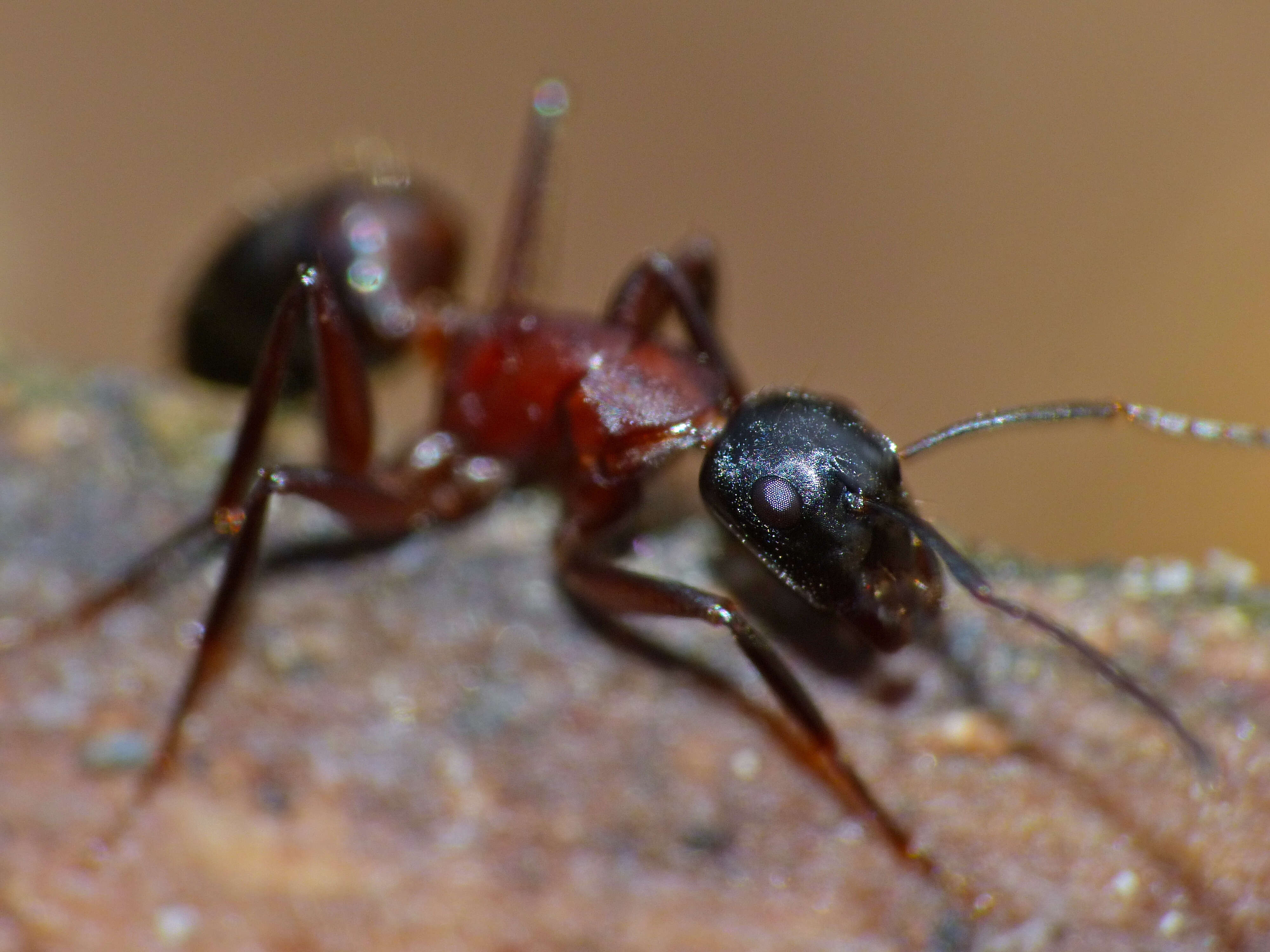 Plancia ëd Camponotus ligniperdus (Latreille 1802)