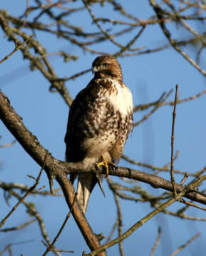 Image of Buteo Lacépède 1799