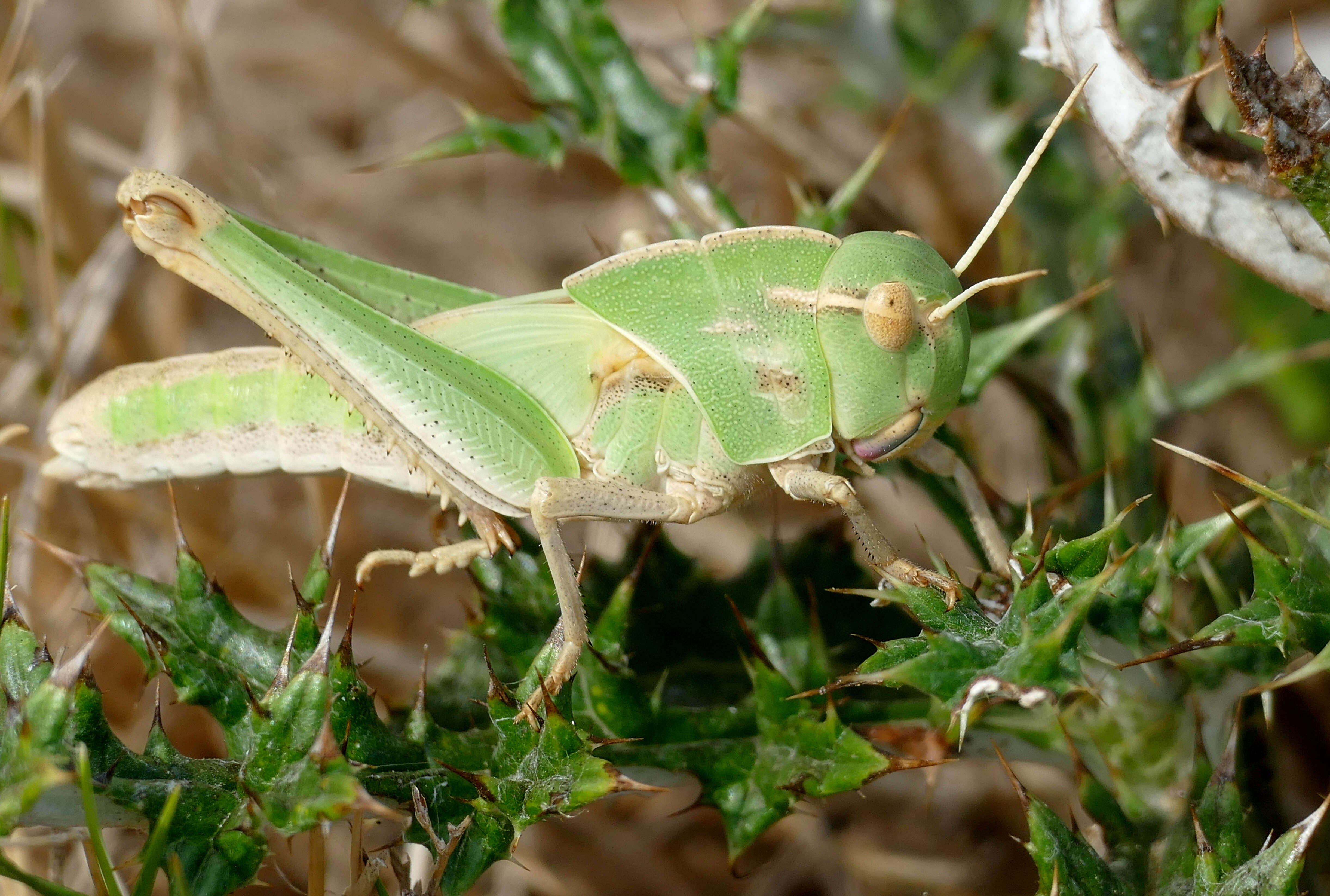 Plancia ëd Locusta