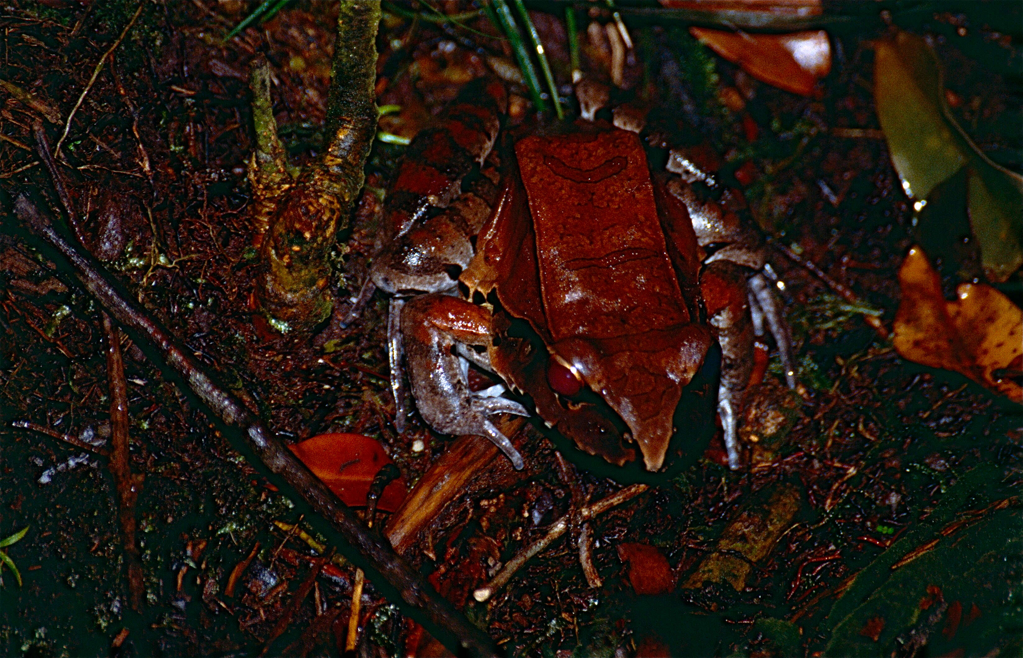 Image of Slender-fingered Bladder Frog