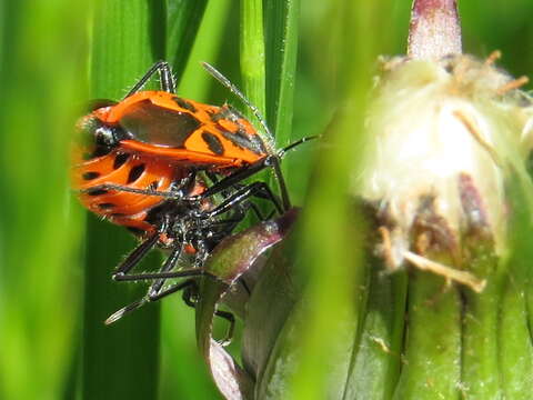 Image of black & red squash bug