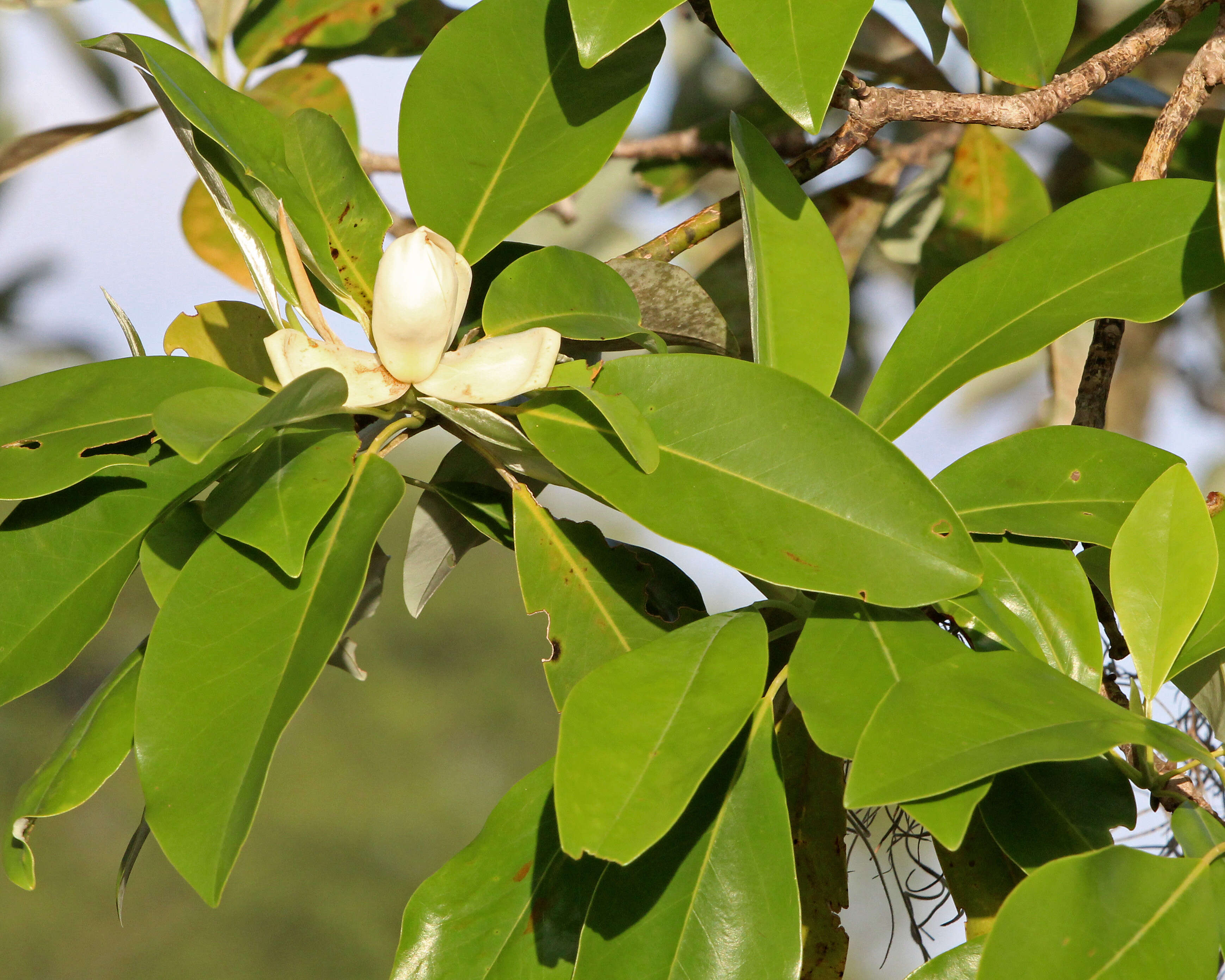 Sivun Magnoliat kuva