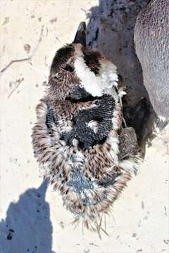 Image of African Penguin