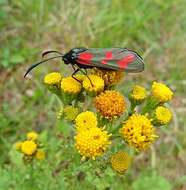 Image of six-spot burnet