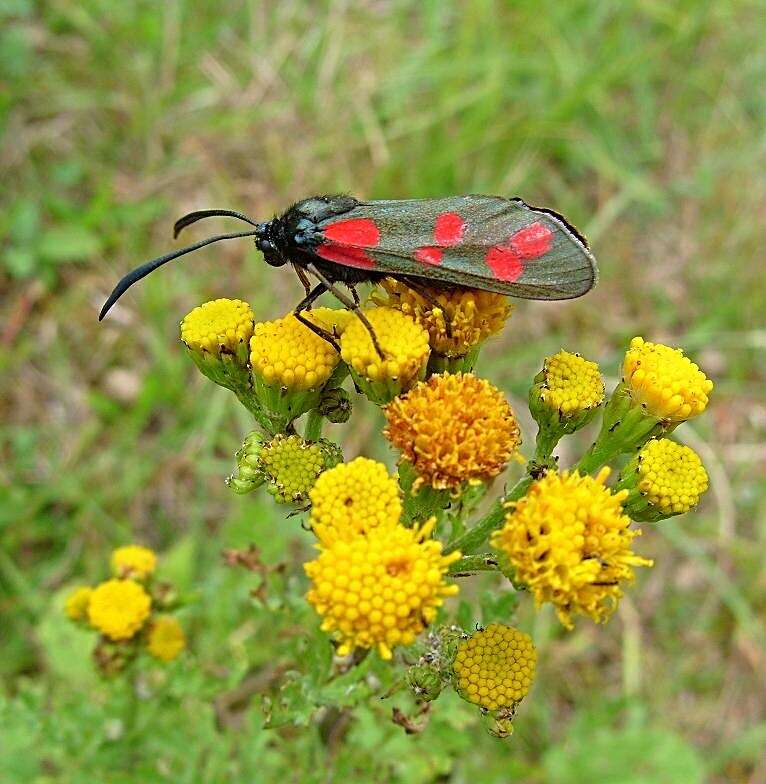 Image of six-spot burnet