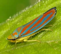 Graphocephala coccinea (Forster & J. R. 1771)的圖片