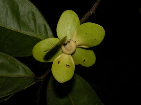 Image of Mosannona costaricensis (R. E. Fr.) Chatrou