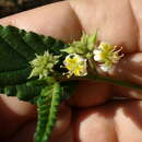 Image of Melochia betonicifolia A. St.-Hil.