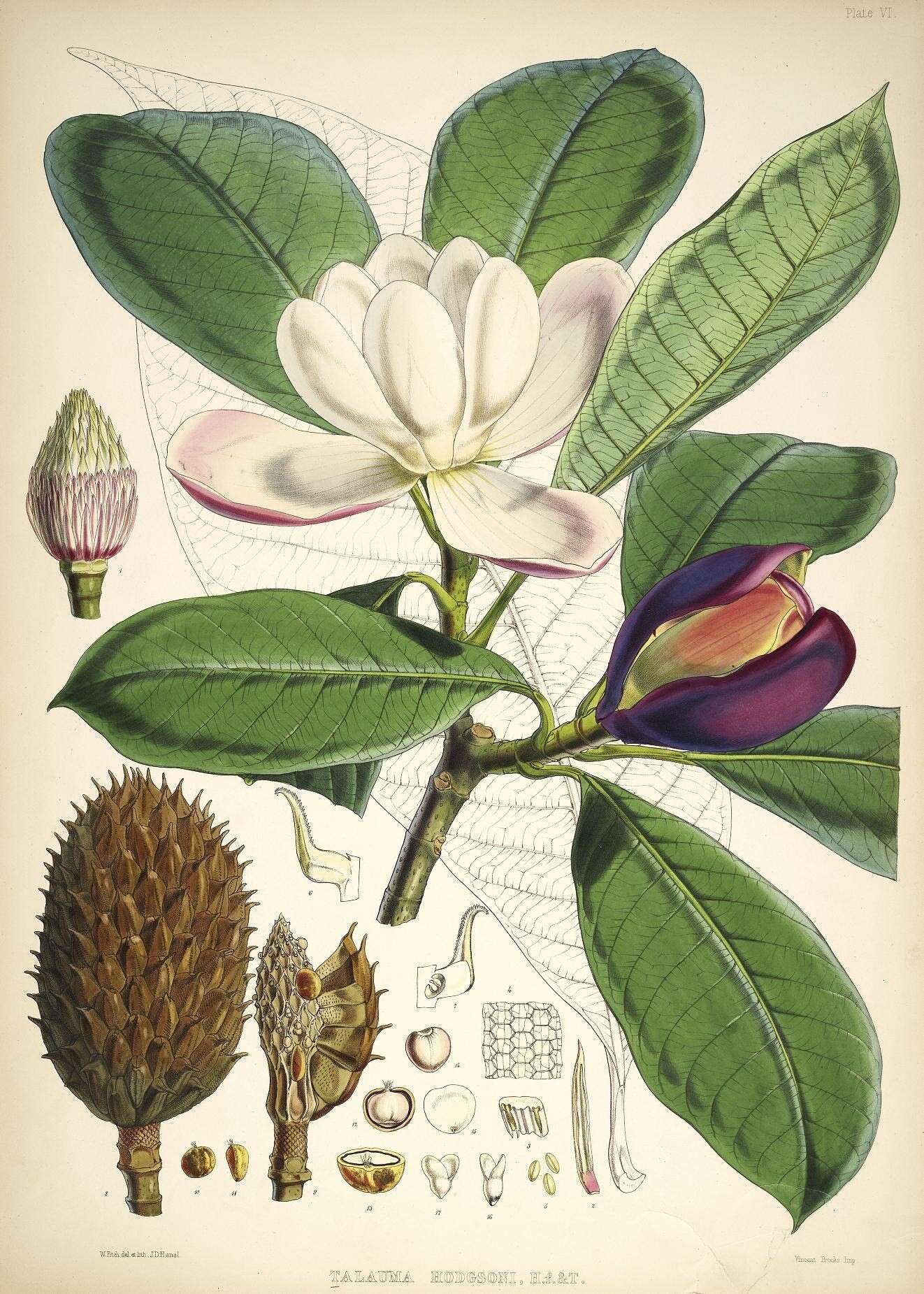 Image of Magnolia hodgsonii (Hook. fil. & Thomson) H. Keng