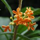 Image de Osmanthus fragrans var. aurantiacus Makino