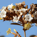 Cordia glabrata (Mart.) A. DC. resmi