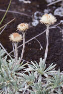 Plancia ëd Celmisia saxifraga (Benth.) W. M. Curt.