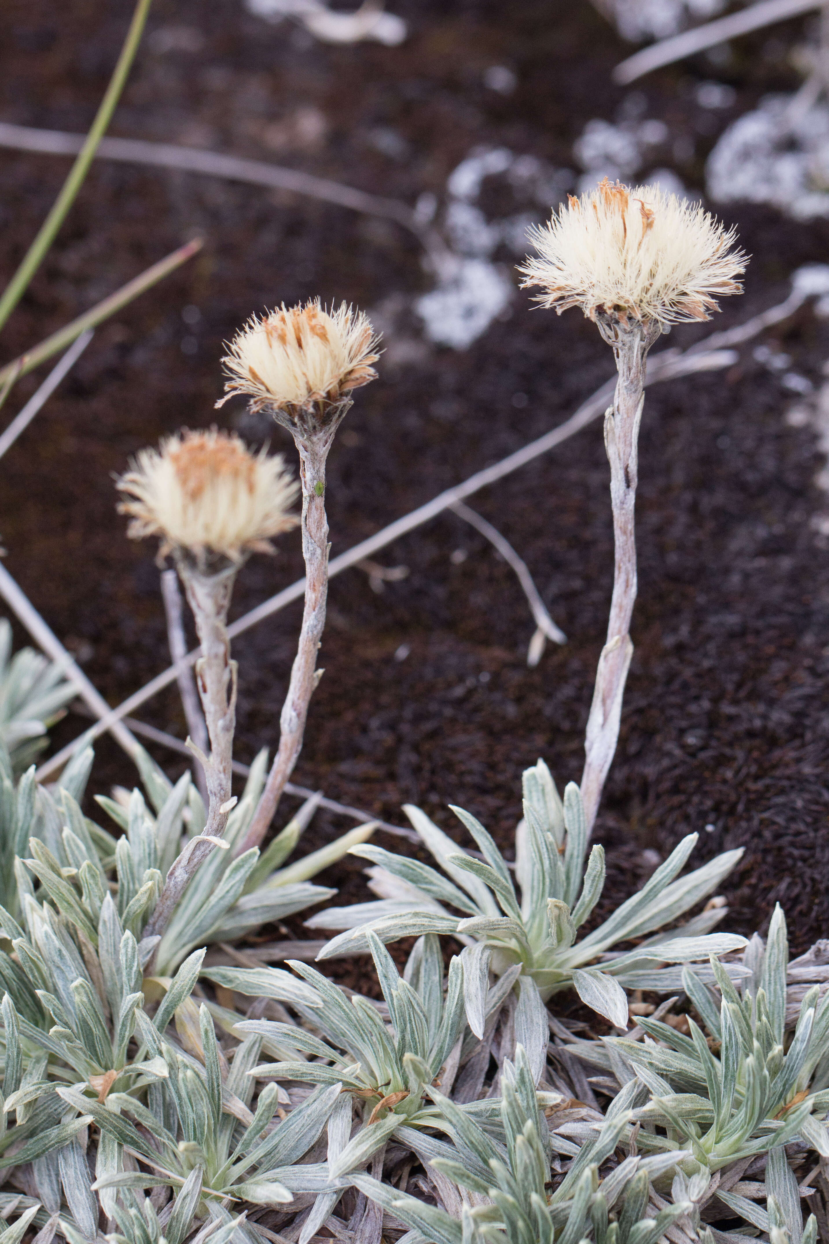 Image of Celmisia saxifraga (Benth.) W. M. Curt.