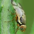 Слика од Urophora stylata (Fabricius 1775)