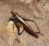 Image of Acanthacris ruficornis citrina (Serville 1838)