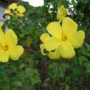 Hibiscus brackenridgei subsp. mokuleianus (M. Roe) D. Bates的圖片