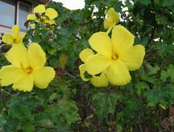 Image of (=Native yellow hibiscus) ma`o hau hele