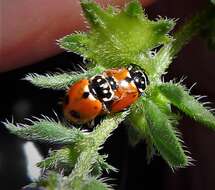 صورة <i>Adonia variegata</i>