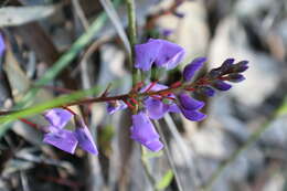 Image of Hardenbergia