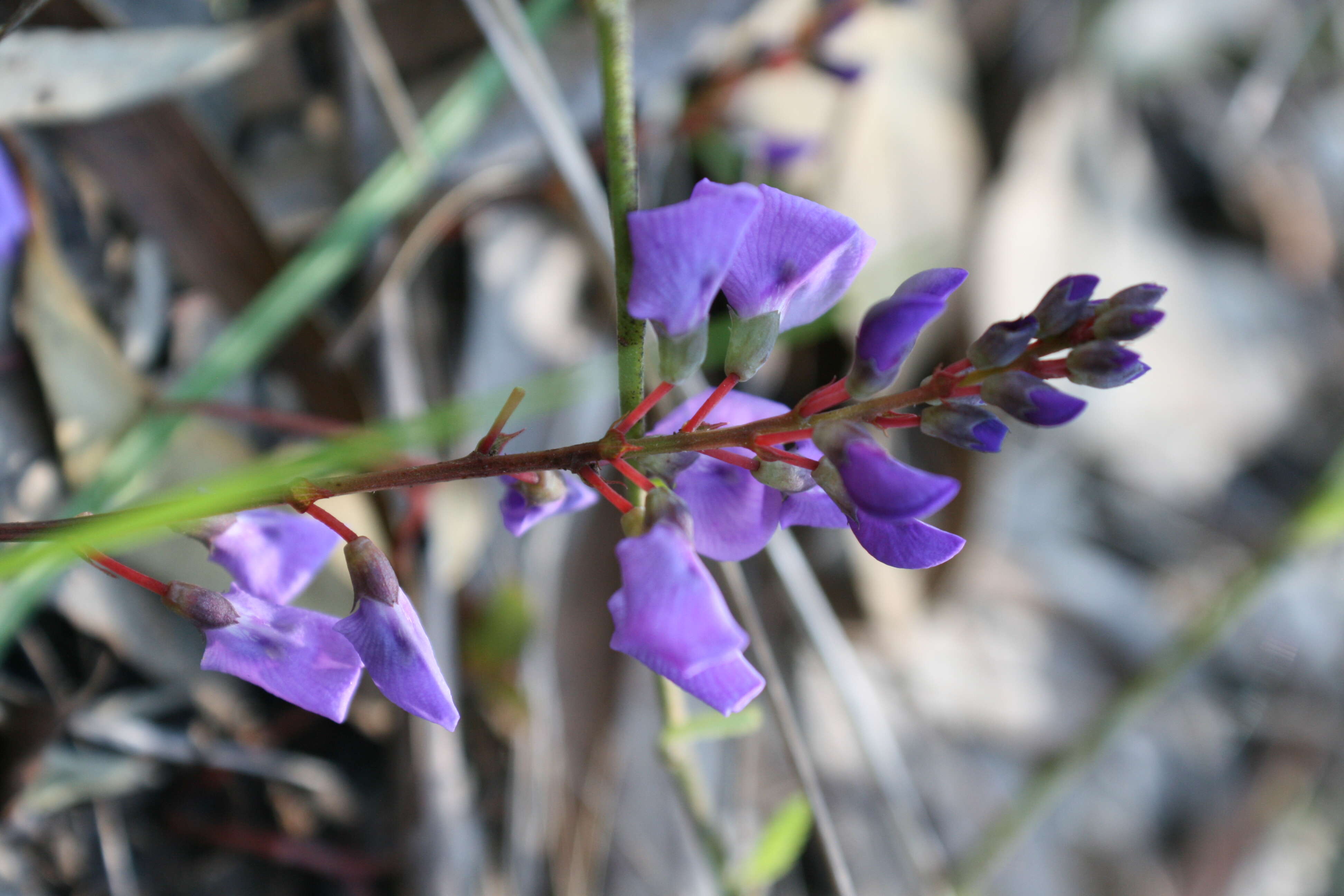 Image of coral-pea