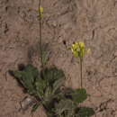 Image of Biscutella variegata Boiss. & Reut.