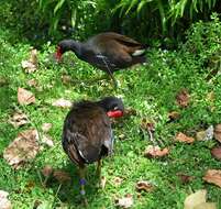 Image of Common Moorhen