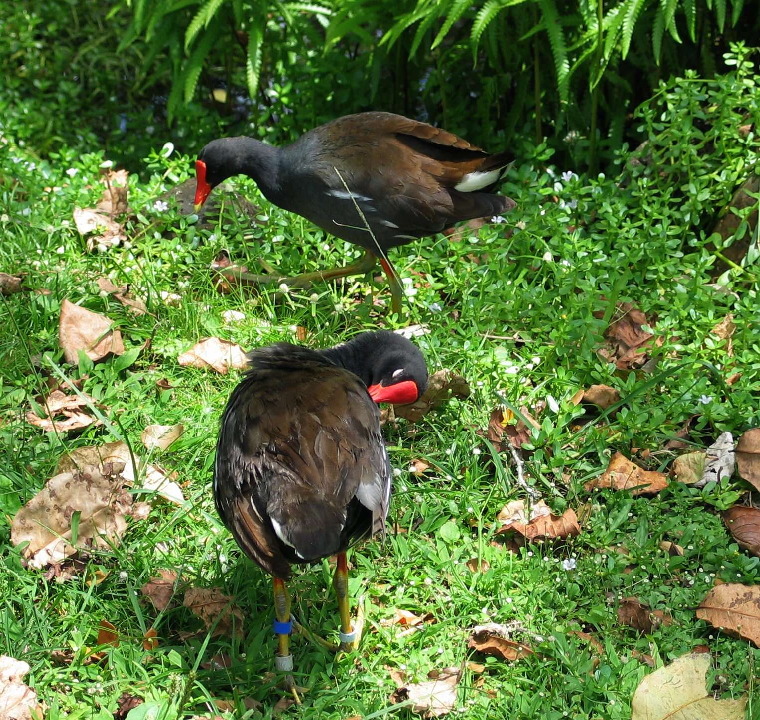 Image of Common Moorhen