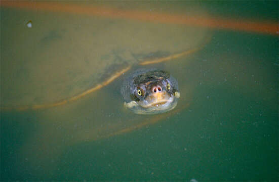 Image of Murray River Turtle