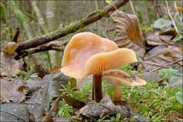 Plancia ëd Flammulina velutipes (Curtis) Singer 1951