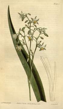 Image of Dianella