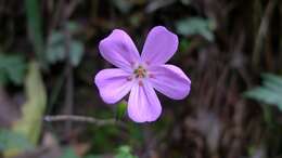 Image of geranium