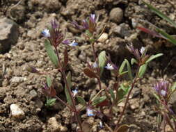 Image of Collinsia