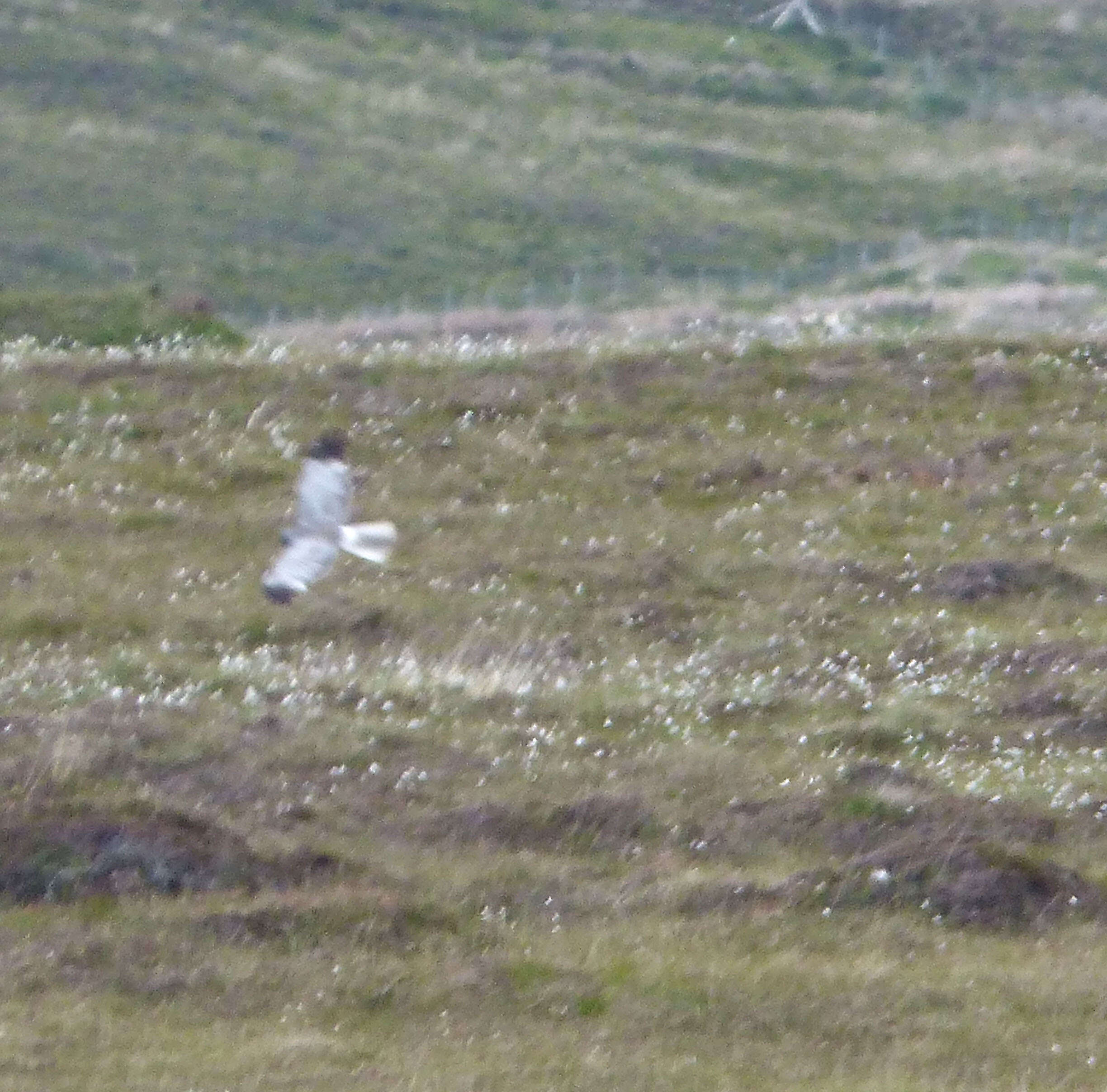 Image of Hen Harrier