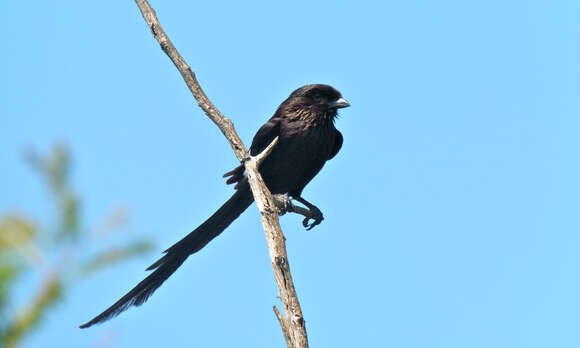 Image of Urolestes Cabanis 1851