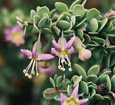 Image of Grabowskia boerhaaviifolia (L. fil.) Schltdl.