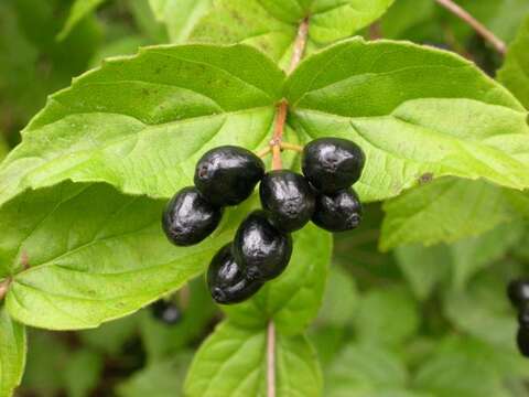 Image of Viburnum rafinesquianum Schult.