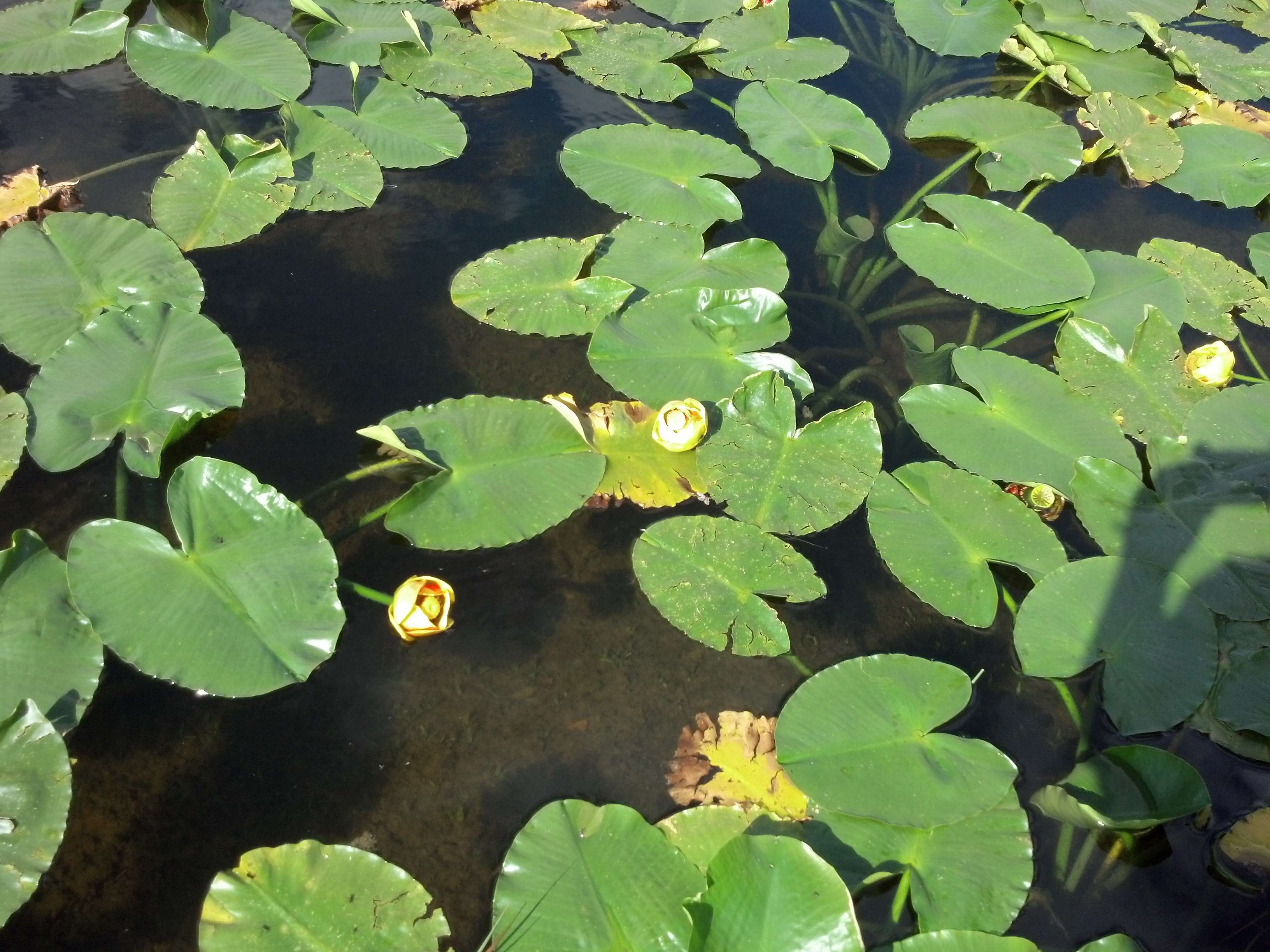 Image of pond-lily