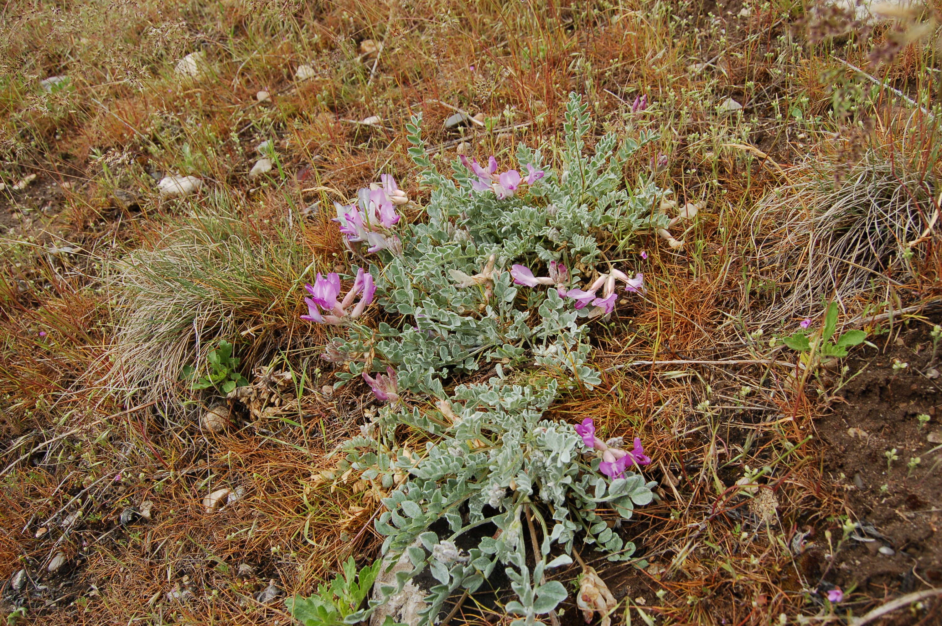 Image of Utah milkvetch