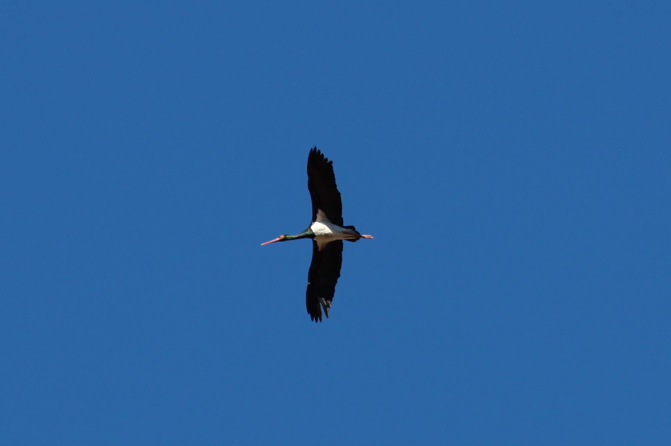 Image of Black Stork