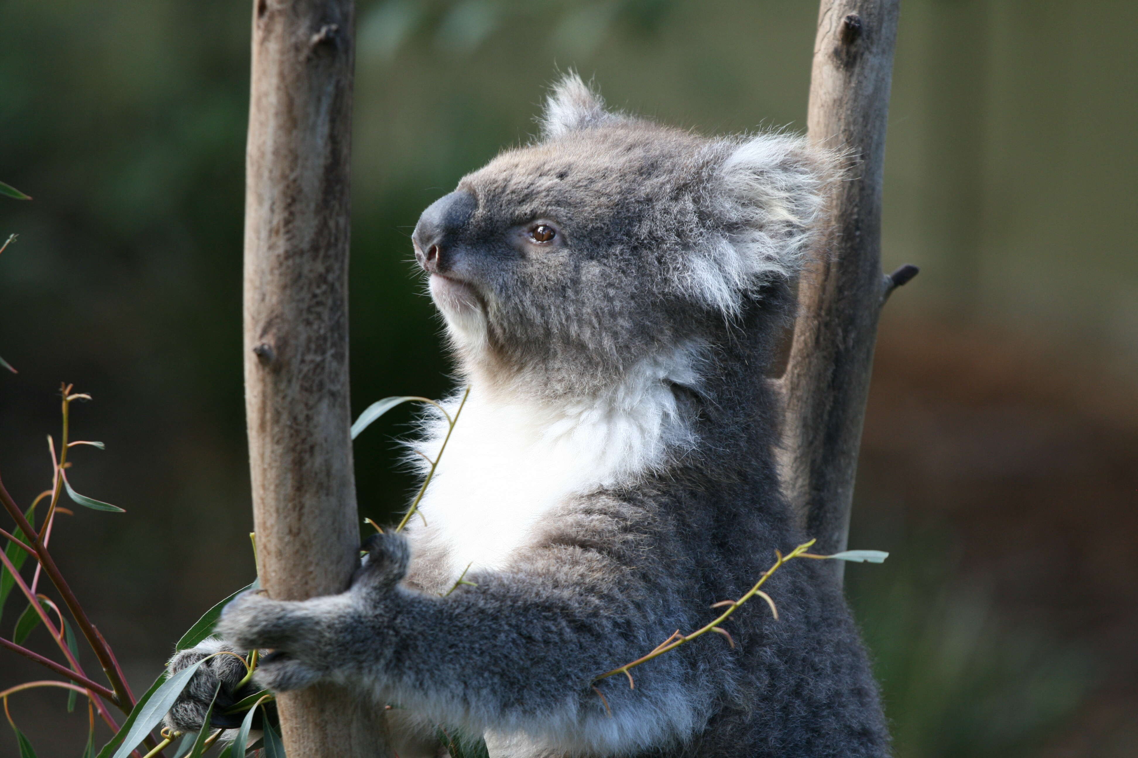 Image of Wombats and Koalas