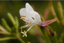 Imagem de Oenothera gaura W. L. Wagner & Hoch