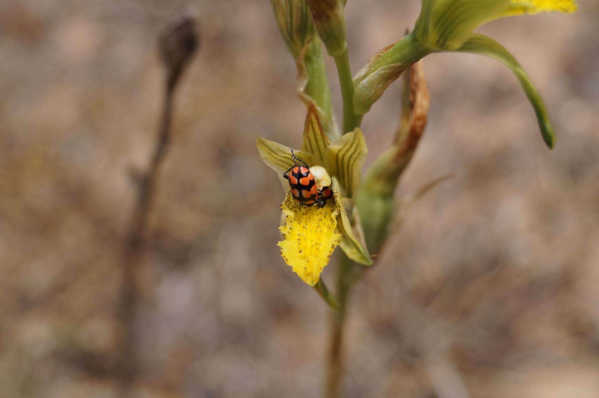 Plancia ëd Chloraea cristata Lindl.