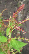 Image of Acalypha langiana Müll. Arg.
