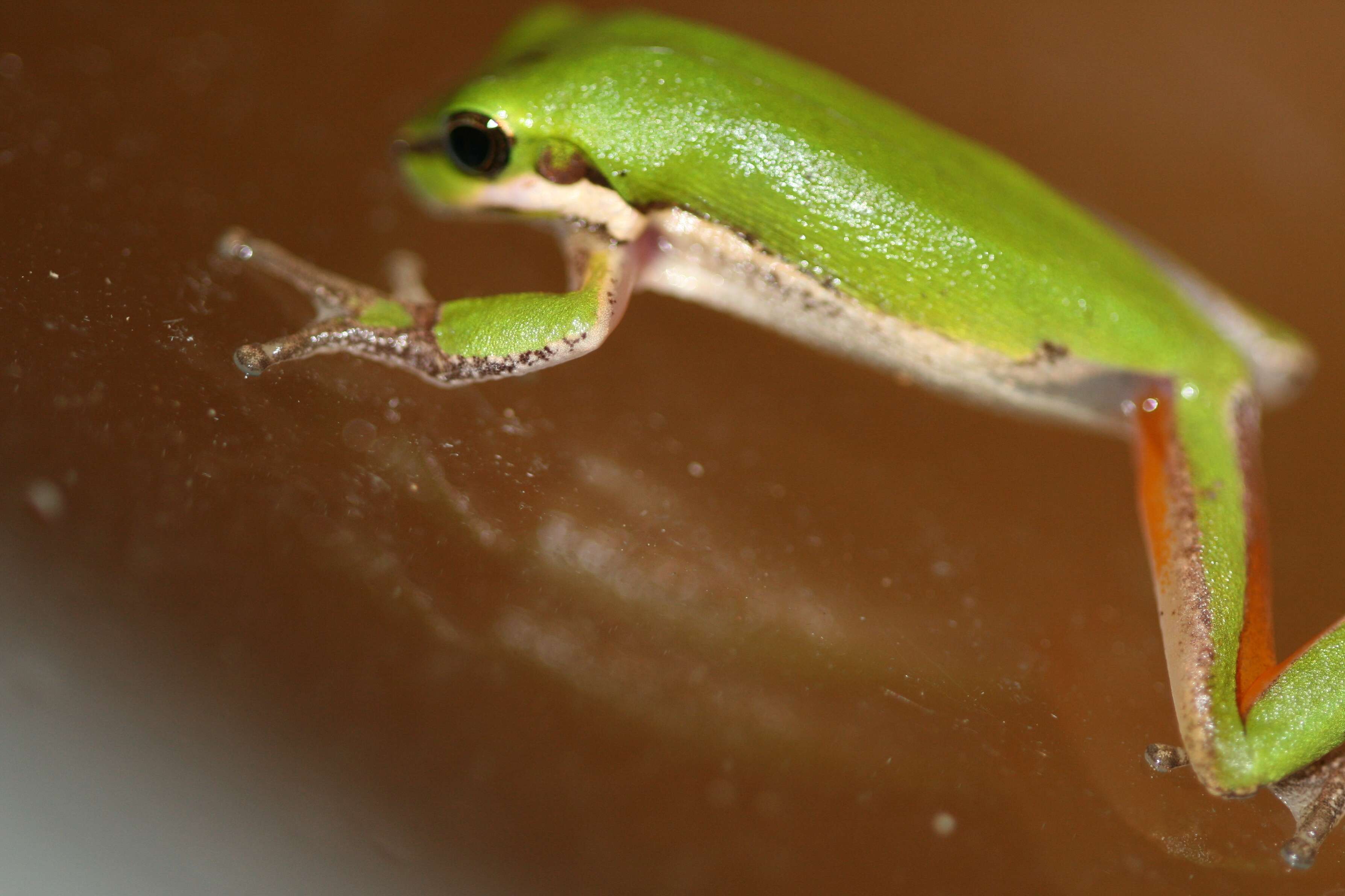 Image of Pelodryadidae Günther 1858