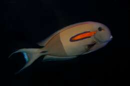 Imagem de Acanthurus olivaceus Bloch & Schneider 1801