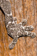 Image of spiny-tailed geckos