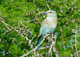 Image of European Roller