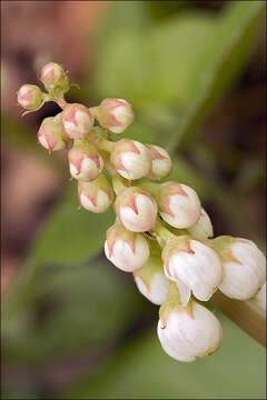 Image of common wintergreen