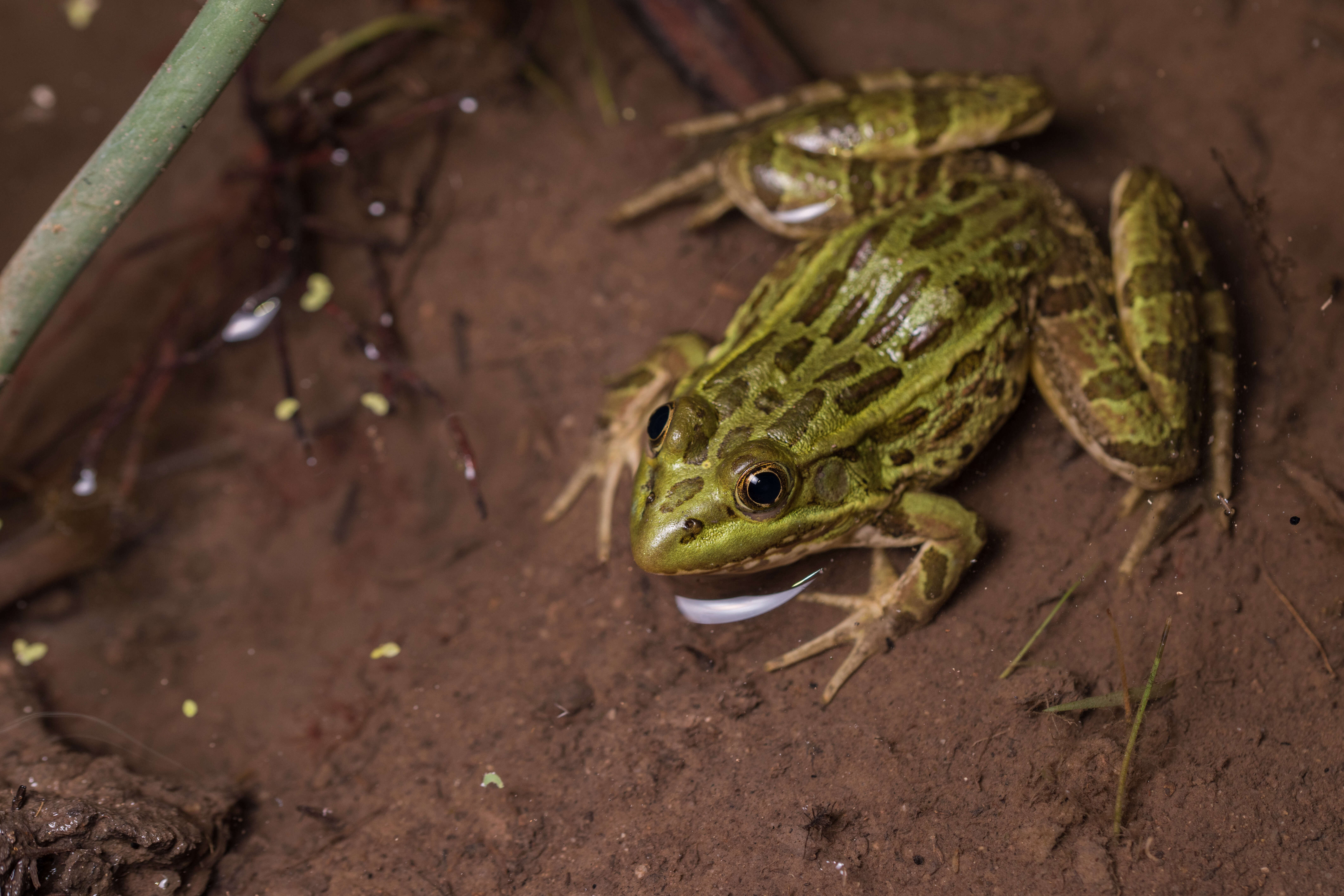 Image of Chiricahua Leopard Frog