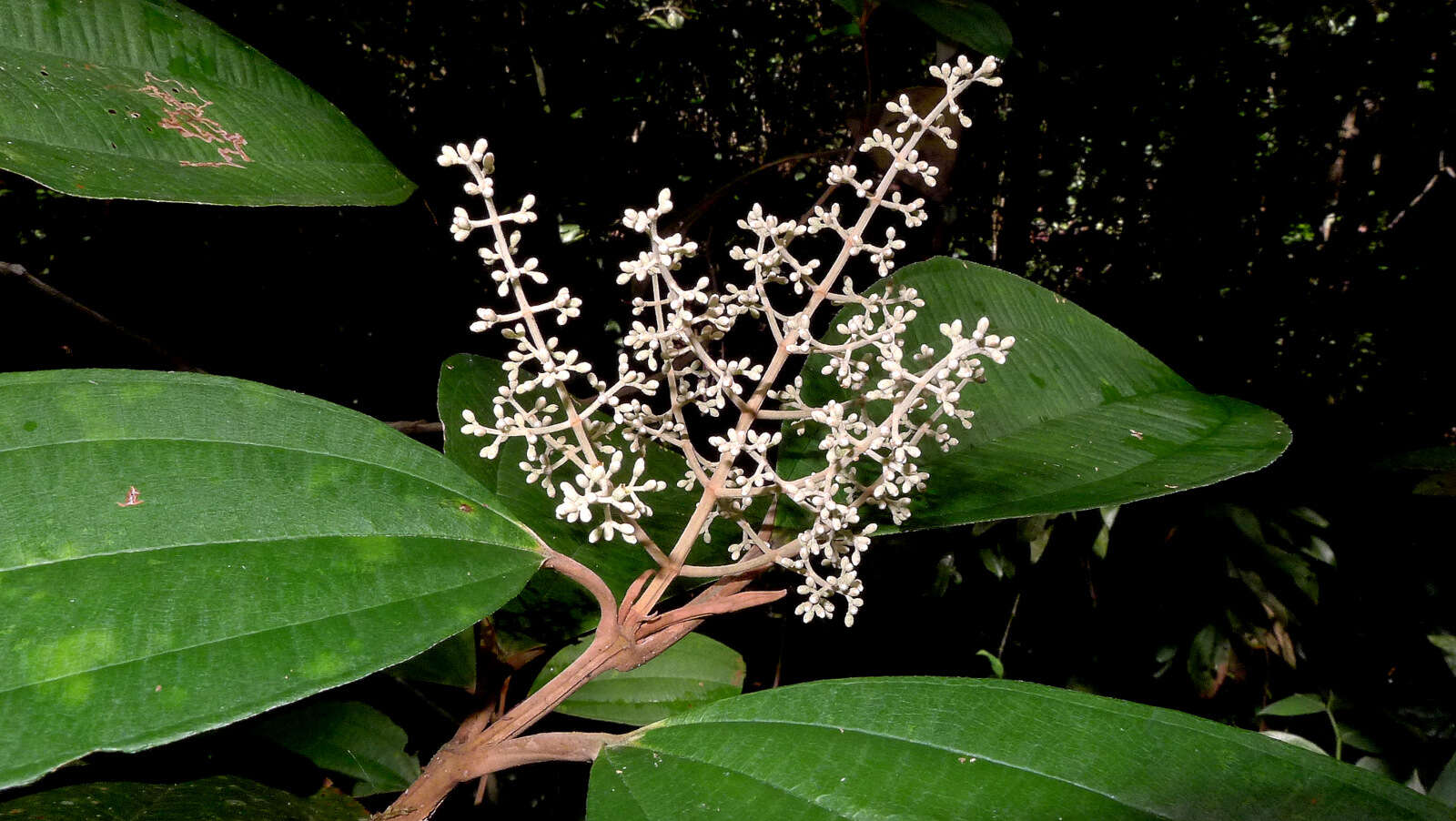 Image of Miconia hypoleuca (Benth.) Triana